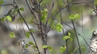 Buff-barred warblers sparring
