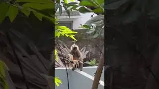 Monkey eating corn #shorts #music #remix #trap #rap #musica #phonk #viral #viralmusic
