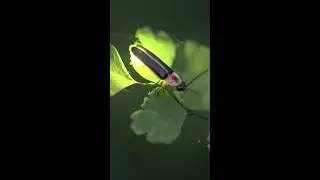 The light produced by fireflies is the most efficient on Earth | SDZWA #shorts