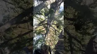 Captain Hook #arborist #treeclimbing #sendit #climbing
