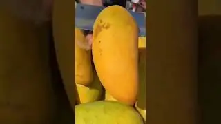 Ripe mango, good harvest! #shortsfeed