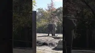 October 13th 2022 Elephant at the Kansas City Zoo