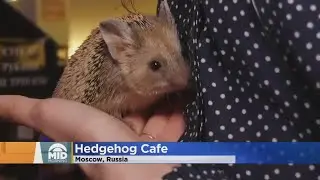 Moscow Debuts New Hedgehog Cafe