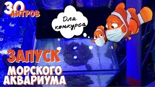 Запуск морского аквариума на 30 литров