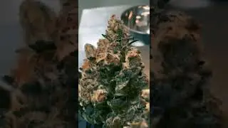 M108S Cannabis Trimmer | Before & After