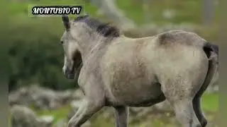 ANIMALES DE CAMPO - VACAS CABALLOS