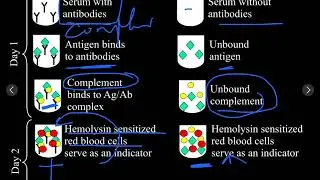 Antigen-antibody reactions laboratory part2