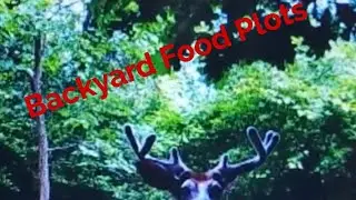 First video!!! Little backyard food plot maintenance