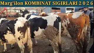 Marg'ilon KOMBINAT CHorva bozori SIGIRLARI Bugun ZOR SIGIRLAR keldi 1 fevral 2026 yil