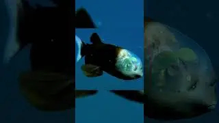 Transparent Head Fish: The Amazing Creature You Have to See to Believe! 😱🤯 #oceanlife #marinebiology