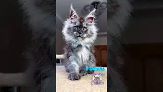 Growing up of🦇Night Fury in 15 seconds #catsofinstagram #mainecoon #catsoftiktok #catvideos #kitten