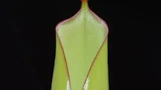 Carnivorous Plant Time Lapse Heliamphora Pitcher Plant Opening