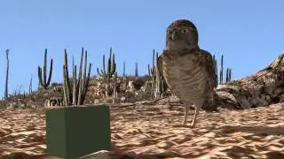 Zlatkovic Biljana - The Burrowing Owl