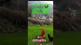 Rooster crowing | #shorts #youtubeshorts