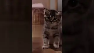 Adorable Kitty Wake-Up Dance | Cute Cat Video ✨ #cutecat #cutekitty #catplay