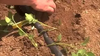 TPS TRUE POTATO SEED