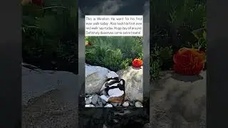 Winston The Dog's First Walk