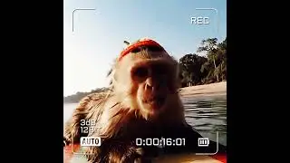 Monkey takes donkey surfing and boom a shark attack #money #donkey #surfing #shark #vlogitpostit