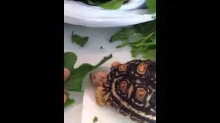 Leopard tortoise eating mulberry leaf.