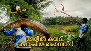 ഞങ്ങൾ പിടിച്ചതിൽ എറ്റവും വലിയ ചേറോൻ 🔥🔥 | Heavy Snakehead Fish😱| Snakehead fishing videos Kerala |