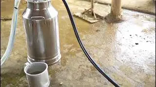 Milking machine#mabens #agriculture #cubcart #machinery #viral #viralvideo #cow #milk