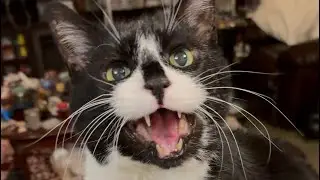 PRECIOUS CAT MOMENTS 🥰 #cat #purr #cutecat #cute