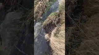 Trickling stream and the sound of wind