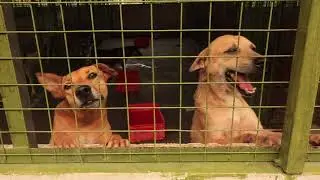Foster A Furry -- A Video About Pet Adoption & Puppy Mills