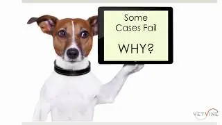 Why Don't All Dogs and Cats with IBD get Better?