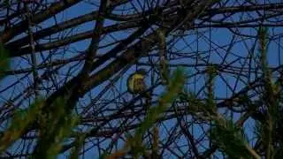 Female Kirtland's Warbler Preening