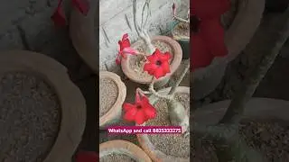 swazicum Red #adeniumarabicumsale #dosetrose #gardening #plants #flower  #viralshort #shorts #yt