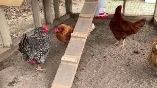 Chickens before peepers being taken off