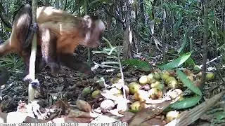 Macaco