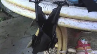 Cute orphan bat Patootie exploring