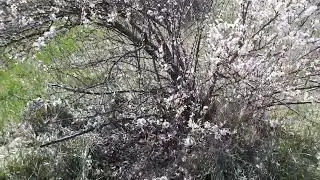 Hansen's Bush Cherry Apr 12, 2023