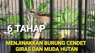 6 TAHAP MENJINAKKAN CENDET MUDA HUTAN ATAU CENDET GIRAS