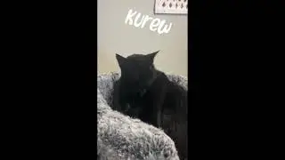 Meet Kurew a Domestic Shorthair currently available for adoption! 9/27/2024 3:28:50 PM