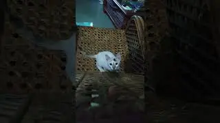 Hunting instinct activated! 😸 #cat #funny #shorts