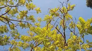 Baba Nam Kevalam. Meditation 5 minutes