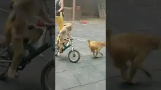 monyet jalan jalan naik sepeda #shorts