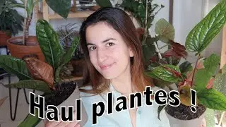 J'ai complètement craqué... #haulplante