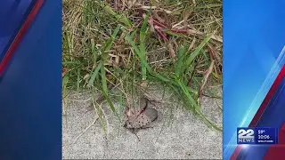 Invasive insect species discovered in Springfield