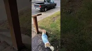 Chewy is happy to see Mom walking towards him.