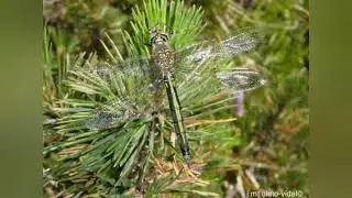 Lib&egrave;l&middot;lula Maragda lluent (Somatochlora metallica)