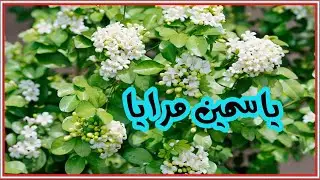 من اقوي انواع الياسمين التي يجب عليك زراعتها في الحديقة || ياسمين المرايا