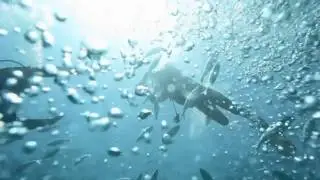 Бокс Seashell SS-I и Акула