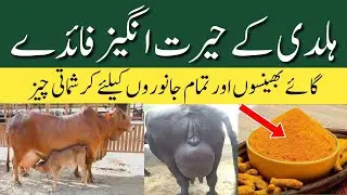 Haldi Turmeric benefits for cows and buffaloes | Dairy Farming in Pakistan