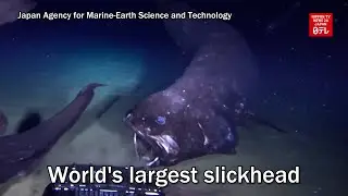 World's largest slickhead observed in deep sea off Japan