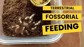 Terrestrial and Fossorial Species Tarantula Feeding 🍴