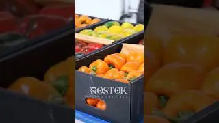 Accuracy in sorting bell pepper and export #bellpepper